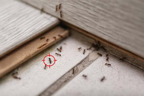 Best Affordable Pest Control Services  in Riverton, NJ