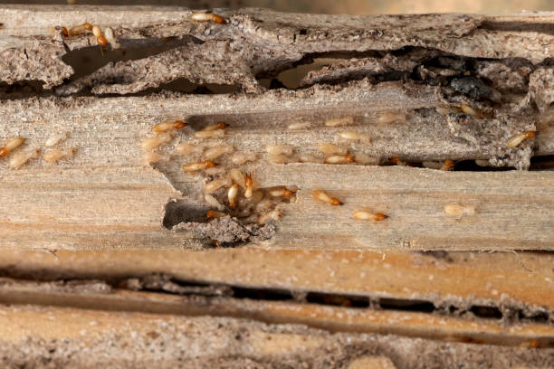 Best Ant Control Services  in Riverton, NJ